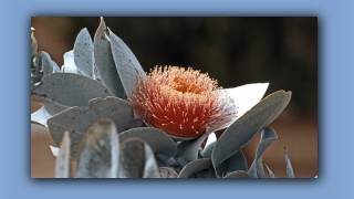 1993_WA_D05-18-06_Eukalyptus (Eucalyptus macrocarpa).jpg